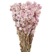 gjenstander Tørkede blomster Bunch Tørrdekorasjon Kamille Rosa 65cm 50g