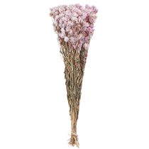 gjenstander Tørkede blomster Bunch Tørrdekorasjon Kamille Rosa 65cm 50g