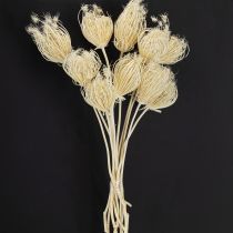 gjenstander Tørkede blomster kremfennikel bleket 45 cm bunt 10 stk
