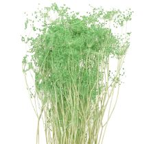 gjenstander Tørkede blomster Umbellifera Grønne 70-80cm 150g
