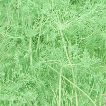 gjenstander Tørkede blomster Umbellifera Grønne 70-80cm 150g