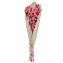 gjenstander Tørkede blomster rosa tørrtistel jordbærtistel farget 50cm 100g