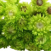 gjenstander Tørkede blomster Deco Cap Blomster Halm Blomster Farget H42cm