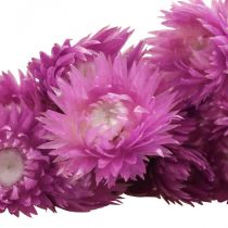 gjenstander Tørkede blomster Cap-blomster Lilla stråblomster H42cm