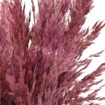 gjenstander Tørket sivgress, tørket dekorativt gress, antikk rose, 75 cm, 10 stk.
