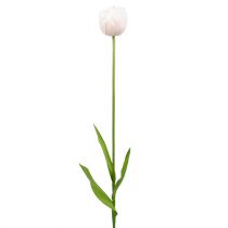 Tulipan hvit-rosa 86cm 3stk