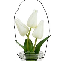 Tulipan hvit i et glass H21cm 1p