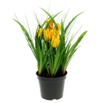 Tulipaner i en gryte gul 30cm