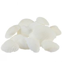 Hvite skjell dekorative hjertemuslinger kremhvit 2-3,5cm 300g