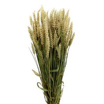 Wheat Bund Natur 1St dekorative hvete