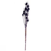 gjenstander Wild Teasel Tørkede Blomster Teasel Thistles Lilla 55cm 10 hoder