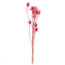 gjenstander Vill teasel tørket dekorasjon, rosa tistler, 53 cm, 10 hoder