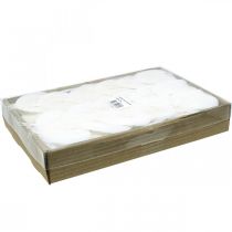 gjenstander Blekede skjelettblader Pilblader skjelettiserte 8-10cm 300 stk.