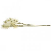 gjenstander Xanthium kunstig blomsterkrem høstdekorasjon 6 blomster 80cm 3stk
