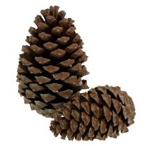 gjenstander Kjegler Pinus Maritima 10cm - 15cm natur 3stk