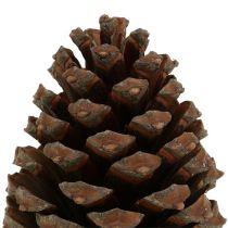 gjenstander Pinus Maritima-kjegler 10 cm - 15 cm naturlige 3 stk.