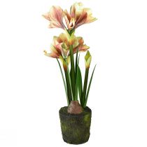 gjenstander Amaryllis i en mosekule kunstig med rosa-gule mønstrede blomster - 45 cm - Eksotisk og stilig dekorasjon