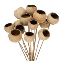 gjenstander Bell Cup Mix på stilk, naturlige eksotiske varianter, 15 stk.