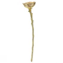 gjenstander Compacta Rosette Proteen Grønn Frosted Ø4-5,5cm 20 stk