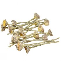 gjenstander Compacta Rosette Proteen Grønn Frosted Ø4-5,5cm 20 stk