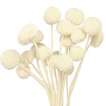 gjenstander Craspedia tørkede trommestikker krem 45-55cm 20 stk