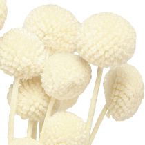 gjenstander Craspedia tørkede trommestikker krem 45-55cm 20 stk