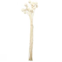 gjenstander Craspedia tørkede trommestikker krem 45-55cm 20 stk