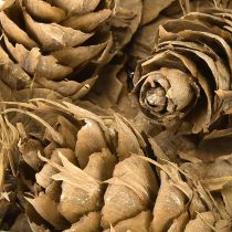 gjenstander Douglas-kjegler 1,3 kg