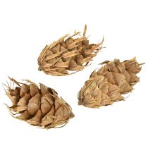 gjenstander Douglas-kjegler 1,3 kg
