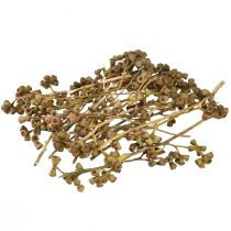 gjenstander Eukalyptusgrener naturlig dekorativ eksotisk eukalyptus 20-30cm 25 stk