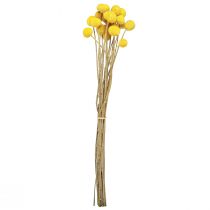 gjenstander Tørkede gule Craspedia-blomster, 45–55 cm, 20 stk.