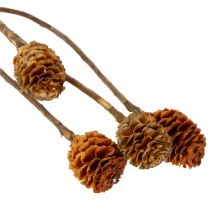 gjenstander Glabrum Leucospermum tørkede blomster 25-40 cm 25 stk