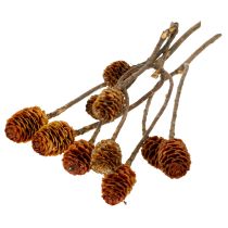 gjenstander Glabrum Leucospermum tørkede blomster 25-40 cm 25 stk