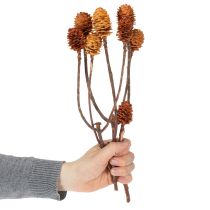 gjenstander Glabrum Leucospermum tørkede blomster 25-40 cm 25 stk