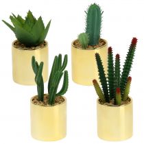 Kaktusgrønn i gylden gryte 12cm - 17cm 4stk