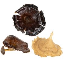 gjenstander Kalix Sopp Naturlakkert 100 stk