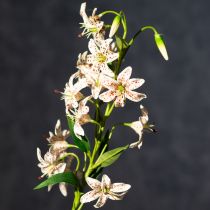 gjenstander Kunstig lilje som blomsterstilk for elegant og vedlikeholdsvennlig dekorasjon, 82 cm, 2 stk.