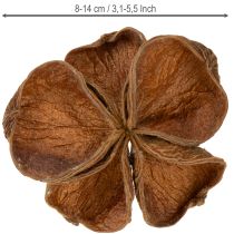gjenstander Landlotus Natur 50 stk