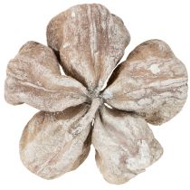 gjenstander Landlotus Hvitvasket 6-12 cm 50 stk