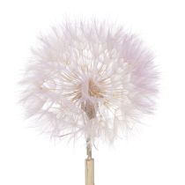 gjenstander Dekorative tørkede blomster med gigantiske løvetann for moderne interiørdesign 12 cm 4 stk