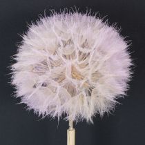 gjenstander Dekorative tørkede blomster med gigantiske løvetann for moderne interiørdesign 12 cm 4 stk