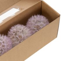 gjenstander Dekorative tørkede blomster med gigantiske løvetann for moderne interiørdesign 12 cm 4 stk