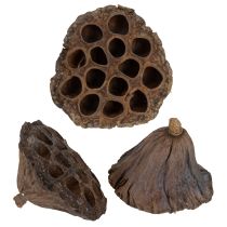 gjenstander Lotusløk stor 100 stk naturlig