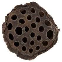 gjenstander Lotus stempel medium 100 stk naturlig