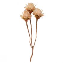 gjenstander Leucospermum Plumosum Silver Tree Blossoms Light 25 stk