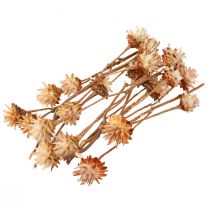 gjenstander Leucospermum Plumosum Silver Tree Blossoms Light 25 stk