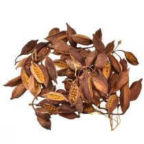 gjenstander Tørr dekorasjon Brachyciton naturlig flasketre 5-10cm 1kg