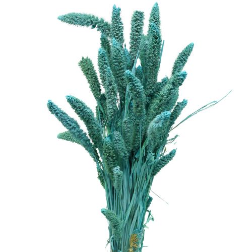 gjenstander Tørkede blomster, Setaria Pumila, hirseblå 65cm 200g