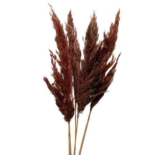 Pampas gress deco tørket rød brun tørr floristics 70cm 6stk