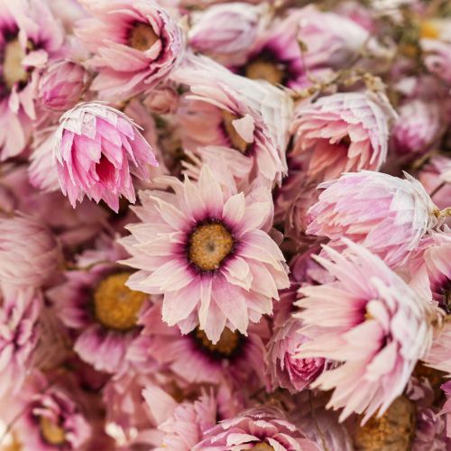 gjenstander Halmblomster tørkede blomster hvit rosa 20-35cm bunt 40g
